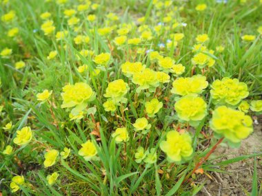 Euphorbia, çiçek açan bitki, spurge, Euphorbiaceae. Euphorbia serrata, tırtıklı Tintern spurge, testere dişli dik spurge. Ebedi şifalı bitkiler. Dalların sonunda küçük çiçeklerin kabartmaları var.