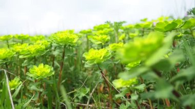 Euphorbia, çiçek açan bitki, spurge, Euphorbiaceae. Euphorbia serrata, tırtıklı Tintern spurge, testere dişli dik spurge. Ebedi şifalı bitkiler. Dalların sonunda küçük çiçeklerin kabartmaları var..