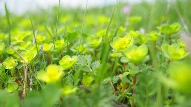 Euphorbia, çiçek açan bitki, spurge, Euphorbiaceae. Euphorbia serrata, tırtıklı Tintern spurge, testere dişli dik spurge. Ebedi şifalı bitkiler. Dalların sonunda küçük çiçeklerin kabartmaları var..