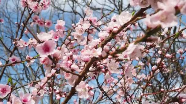 Bahar Çiçekli Kayısı Şeftali Dalı Pembe Bahar Çiçekleri Pembemsi Taç — Stok video