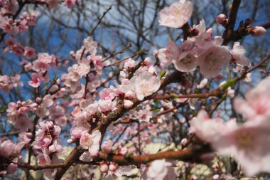 Bahar çiçekli kayısı ya da şeftali dalı. Pembe bahar çiçekleri. Pembemsi taç yaprakları için beş beyaz erik çiçeği. Tek başlarına ya da baharın başlarında çiftler halinde üretilirler..