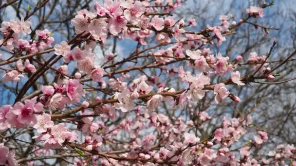 Κλαδί Βερίκοκου Ροδάκινου Άνθη Την Άνοιξη Ροζ Μωβ Ανοιξιάτικα Λουλούδια — Αρχείο Βίντεο