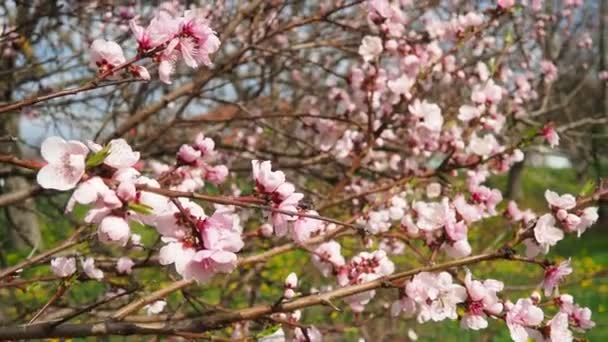 一年四季开花的杏树或桃枝 粉色紫色春花 五瓣白色至粉红色花瓣的杏仁花 它们可以单独生产 也可以在早春成双生产 — 图库视频影像