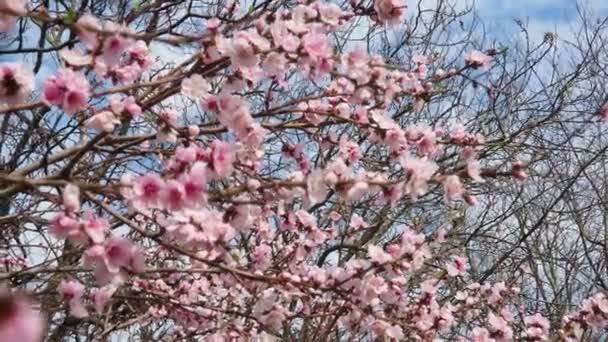 복숭아 보라색 꽃입니다 핑크색 꽃잎에 Prunus Armeniaca 그들은 쌍으로 생산됩니다 — 비디오