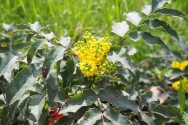 Berberis aquifolium, Oregon grape or holly-leaved barberry, flowering plant in family Berberidaceae, evergreen shrub with pinnate leaves consisting of spiny leaflets. Yellow flowers in early spring. clipart