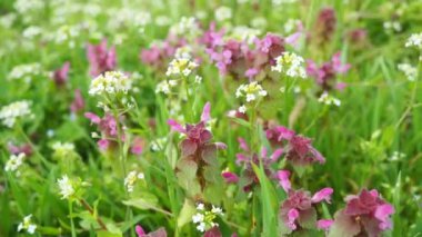 Lamium purpureum, kırmızı mor ölü ısırgan otu, veya mor başmelek her yıl çiçek açan bitkidir. Zygomorfik çiçekler, kaput benzeri bir taç yaprağı, iki alt dudak yaprağı ve küçük sivri dişli loblar.