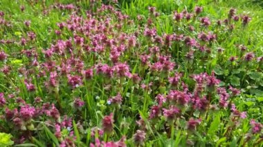 Lamium purpureum, kırmızı mor ölü ısırgan otu, veya mor başmelek her yıl çiçek açan bitkidir. Zygomorfik çiçekler, kaput benzeri bir taç yaprağı, iki alt dudak yaprağı ve küçük sivri dişli loblar.