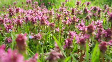 Lamium purpureum, kırmızı mor ölü ısırgan otu, veya mor başmelek her yıl çiçek açan bitkidir. Zygomorfik çiçekler, kaput benzeri bir taç yaprağı, iki alt dudak yaprağı ve küçük sivri dişli loblar.