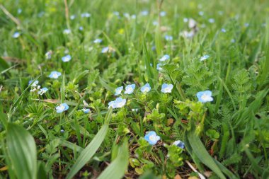 Forget-me-nots in the meadow in the grass. Myosotis is a genus of flowering plants in the family Boraginaceae. Beautiful blue forget-me-nots or scorpion grasses. Flora of Serbia. Wildflowers in bloom. clipart