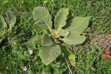 Salvia, lamiaceae familyasının en büyük bitki cinsidir. Lamiaceae, Nepetoideae alt familyasından Mentheae kabilesinin bir parçasıdır. Salvia officinalis, adaçayı veya adaçayı.