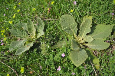 Salvia, lamiaceae familyasının en büyük bitki cinsidir. Lamiaceae, Nepetoideae alt familyasından Mentheae kabilesinin bir parçasıdır. Salvia officinalis, adaçayı veya adaçayı.