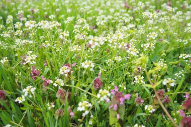 Lamium purpureum, kırmızı mor ölü ısırgan otu, mor başmelek her yıl çiçek açan bitkidir. Çoban çantasının çiçekleri. Hardal familyasından bir Capsella bursa-pastoris. Bahar çayırı.