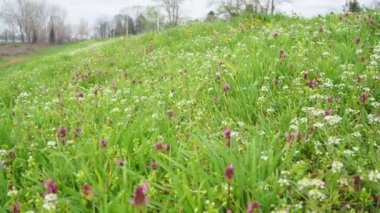 Lamium purpureum, kırmızı mor ölü ısırgan otu, mor başmelek her yıl çiçek açan bitkidir. Çoban çantasının çiçekleri. Hardal familyasından bir Capsella bursa-pastoris. Bahar çayırı.