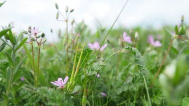 Erodyum cicutarium (yaygın leylek gagası, kırmızı saplı filaree, leylek gagası veya pinweed), Geraniaceae familyasından bir bitki türü. Otlaklar, çayırlar ya da samanlıklar. Sırbistan 'da İlkbahar.