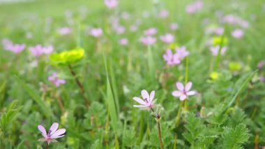 Erodyum cicutarium (yaygın leylek gagası, kırmızı saplı filaree, leylek gagası veya pinweed), Geraniaceae familyasından bir bitki türü. Otlaklar, çayırlar ya da samanlıklar. Sırbistan 'da İlkbahar.