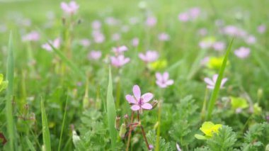 Erodyum cicutarium (yaygın leylek gagası, kırmızı saplı filaree, leylek gagası veya pinweed), Geraniaceae familyasından bir bitki türü. Otlaklar, çayırlar ya da samanlıklar. Sırbistan 'da İlkbahar.