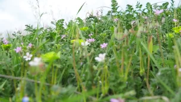 Erodium Cicutarium Uma Espécie Planta Com Flor Herbácea Pertencente Família — Vídeo de Stock