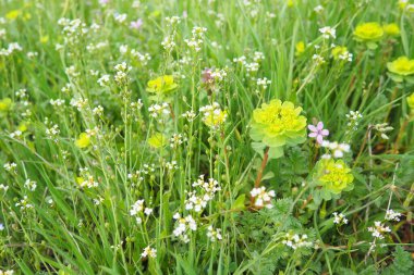 Erodyum cicutarium, leylek gagası, kırmızı saplı filaree, leylek gagası veya pinweed Geraniaceae. Çoban çantasının çiçekleri. Capsella bursa-pastoris Brassicaceae. Euphorbia serrata spurge Euphorbiaceae.