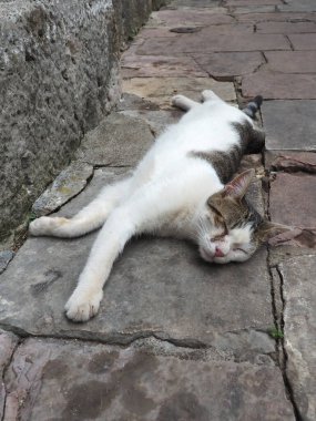 Cute cat relaxing on a sidewalk in Old Town of Kotor, Montenegro. The cat Felis catus, domestic house cat is domesticated species in family Felidae. White-brown spotted cat sleeps on a stone pavement. clipart