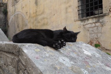 Cute cat relaxing on a sidewalk in the Old Town of Kotor, Montenegro. The cat Felis catus, domestic house cat is domesticated species in the family Felidae. Black cat sleeps on a stone parapet. clipart