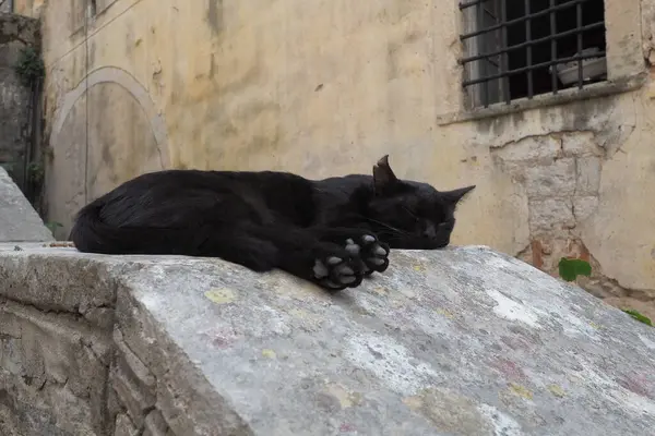 Cute cat relaxing on a sidewalk in the Old Town of Kotor, Montenegro. The cat Felis catus, domestic house cat is domesticated species in the family Felidae. Black cat sleeps on a stone parapet.