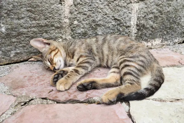 Cute cat relaxing on a sidewalk in Old Town of Kotor, Montenegro. The cat Felis catus, domestic house cat is domesticated species in family Felidae. White-brown tabby cat sleeps on a stone pavement.