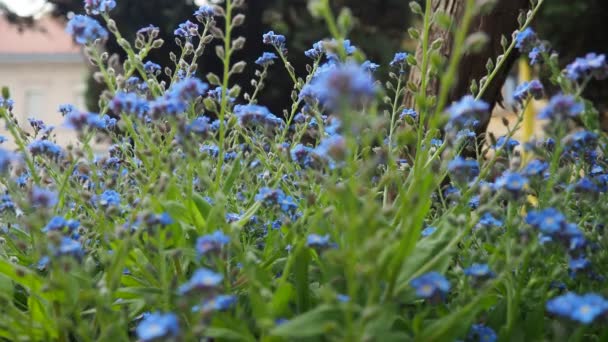 街の公園で忘れられる ミオシンダは ボリジニャック家系の花の植物の属である 美しい青い忘れ物やサソリの草 ガーデン文化ハイブリッド 昆虫の花粉植物 — ストック動画