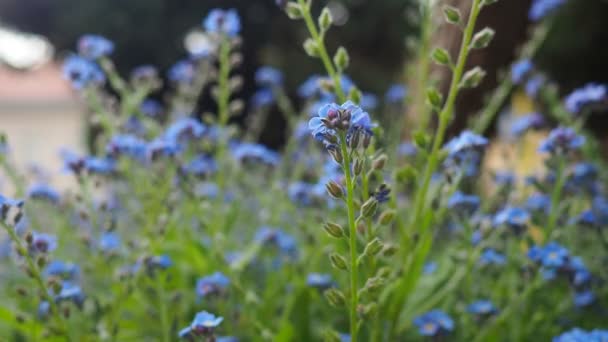 街の公園で忘れられる ミオシンダは ボリジニャック家系の花の植物の属である 美しい青い忘れ物やサソリの草 ガーデン文化ハイブリッド 昆虫の花粉植物 — ストック動画