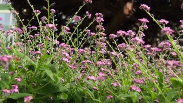 Zapomeňte Městském Parku Myosotis Rod Kvetoucích Rostlin Čeledi Boraginaceae Krásné — Stock video