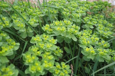 Euphorbia, flowering plant, spurge, Euphorbiaceae. Euphorbia serrata, serrated Tintern spurge, sawtooth upright spurge. Perennial herb. At the ends of the branches are inflorescences of tiny flowers clipart