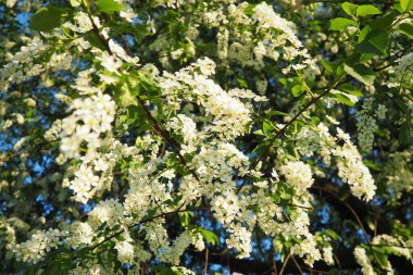 Prunus padus, kiraz, böğürtlen, böğürtlen veya mayday ağacı bir çiçek bitkisidir. Bir kiraz türüdür, yaprak döken küçük bir ağaç ya da büyük bir çalıdır. Varşova 'da bahar, açan dallar.