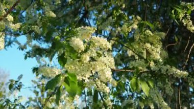 Prunus padus, kiraz, böğürtlen, böğürtlen veya mayday ağacı bir çiçek bitkisidir. Bir kiraz türüdür, yaprak döken küçük bir ağaç ya da büyük bir çalıdır. Varşova 'da bahar, dallar rüzgarda sallanıyor.