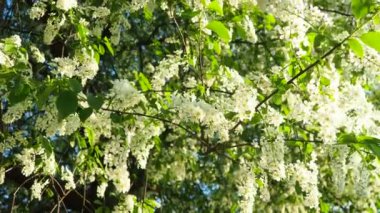 Prunus padus, kiraz, böğürtlen, böğürtlen veya mayday ağacı bir çiçek bitkisidir. Bir kiraz türüdür, yaprak döken küçük bir ağaç ya da büyük bir çalıdır. Varşova 'da bahar, dallar rüzgarda sallanıyor.