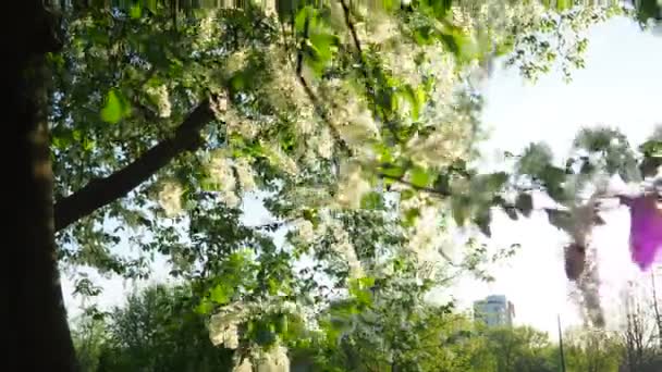 Prunus Padus Vogelkers Hackberry Hagberry Mayday Boom Een Bloeiende Plant — Stockvideo