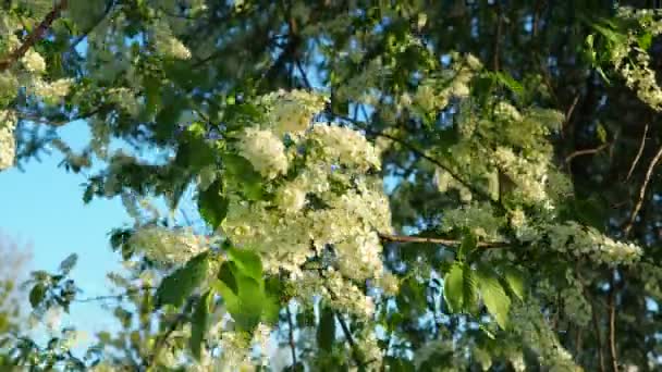Prunus Padus Vogelkers Hackberry Hagberry Mayday Boom Een Bloeiende Plant — Stockvideo