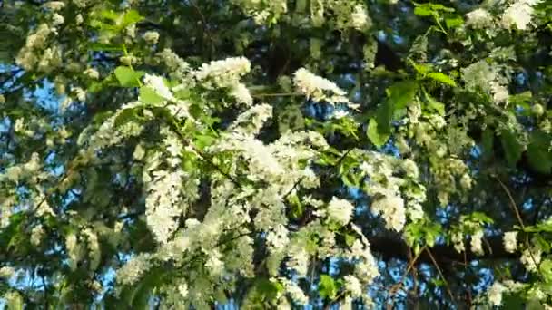 프루누스 패더스 해커베리 하그베리 메이데이 트리는 식물입니다 그것은 결정적인 관목의 — 비디오