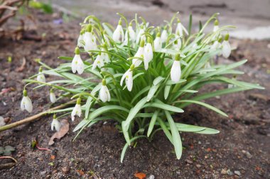 Galanthus, or snowdrop, is a small genus of bulbous perennial herbaceous plants in the family Amaryllidaceae. The plants have two linear leaves and a single small white drooping bell-shaped flower. clipart