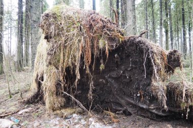 Picea abies, Norveç ladin veya Avrupa ladin ağacı. Firavun, büyük ve sık ağaçlı bir ağaç. Kökleri düşmüş bir ladin. Kasırgalar yaşlı köknar ağaçlarına maksimum hasara neden olur. Ölen ladin ormanı.