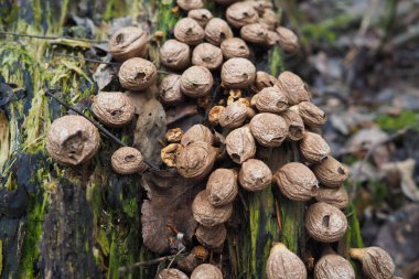 Bovista is a genus of fungi commonly known as the true puffballs, order Lycoperdales, The species of Bovista are now placed in the family Agaricaceae of the order Agaricales. Homeopathic preparations. clipart