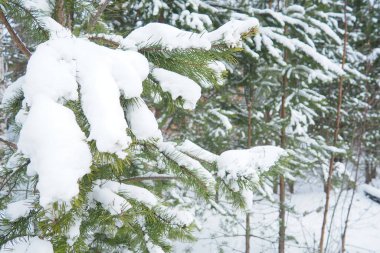Pine forest in winter during the day in severe frost, Karelia. Snow on the coniferous branches. Frosty sunny weather anticyclone. Scots pine Pinus sylvestris is a plant pine Pinus of Pine Pinaceae. clipart