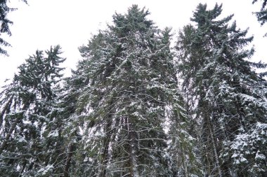 Spruce Picea, çamgiller (Pinaceae) familyasından bir kozalaklı ağaçtır. Evergreen ağaçları. Alelade ladin ya da Norveç ladin 'i Kuzey Avrupa' da yaygındır. Karlı kış kozalaklı ormanları