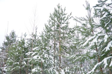Pine forest in winter during the day in severe frost, Karelia. Snow on the coniferous branches. Frosty sunny weather anticyclone. Scots pine Pinus sylvestris is a plant pine Pinus of Pine Pinaceae. clipart