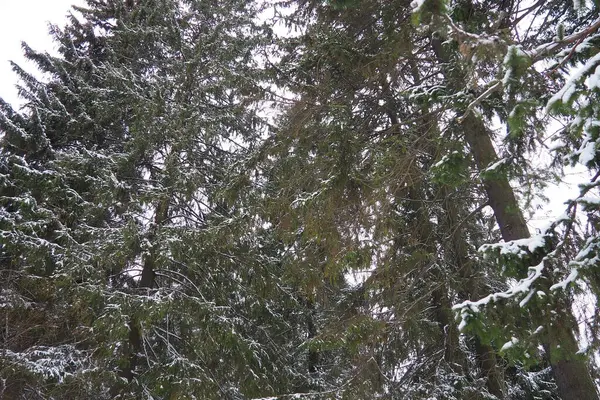 Spruce Picea, çamgiller (Pinaceae) familyasından bir kozalaklı ağaçtır. Evergreen ağaçları. Alelade ladin ya da Norveç ladin 'i Kuzey Avrupa' da yaygındır. Karlı kış kozalaklı ormanları