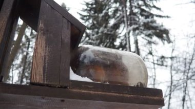 Sincaplar Sciuridae familyasının kemirgenleridir. Sincap ormana tırmanan bir hayvandır. Bahar ladin ormanında bir sincap yiyecek arıyor. Evcilleştirme ve hayvanları besleme.