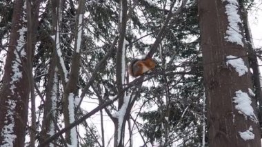 Sincaplar Sciuridae familyasının kemirgenleridir. Sincap ormana tırmanan bir hayvandır. Bahar ladin ormanında bir sincap yiyecek arıyor. Evcilleştirme ve hayvanları besleme.