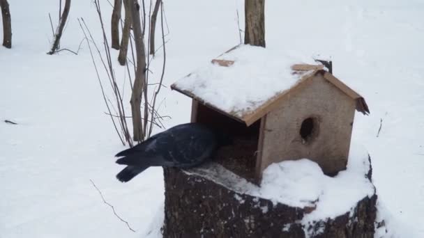 Pendurado Alimentador Caseiro Plataforma Para Alimentar Aves Esquilos Inverno Primavera — Vídeo de Stock