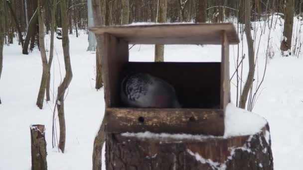 Wiszący Domowej Roboty Podajnik Lub Platforma Karmienia Ptaków Wiewiórek Zimie — Wideo stockowe