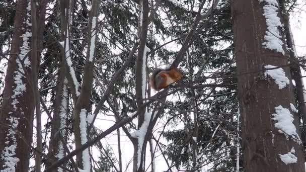 Egern Medlemmer Familien Sciuridae Gnavere Egernet Skovklatrende Dyr Egern Forårsgran – Stock-video