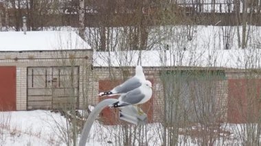 Martı ya da deniz martısı Larus kanusu, Palearctic 'de yetişen orta büyüklükte bir martıdır. Çiftleşme mevsiminde baharda iki yetişkin martı. Kuşlar sokak lambasına oturur. Kış şehrinde kar.