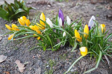 Crocus, crocuses or croci is a genus of seasonal flowering plants in the family Iridaceae iris family comprising about 100 species of perennials growing from corms. Yellow, orange or purple flowers. clipart